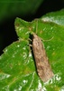 Crambid Snout Moths - Photo (c) Roger C. Kendrick, all rights reserved