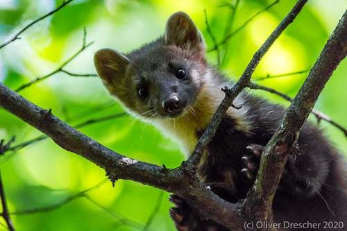 Eurasian Pine Marten
