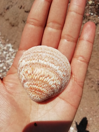 Glycymeris maculata