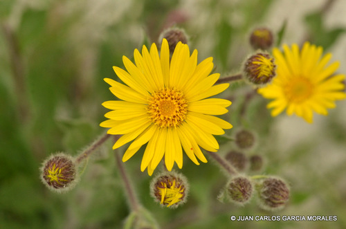 Mexican Arnica