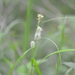 Carex japonica - Photo (c) Yanghoon Cho, all rights reserved, uploaded by Yanghoon Cho