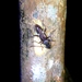 Anelaphus undulatus - Photo (c) Arnoldo Ramírez, todos los derechos reservados