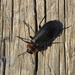 Collared False Darkling Beetle - Photo (c) Nicholas Martens, all rights reserved, uploaded by Nicholas Martens