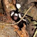 Southern Spotted Skunk - Photo (c) Arnoldo Ramírez, all rights reserved, uploaded by Arnoldo Ramírez