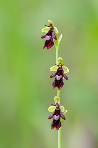 Ophrys insectifera