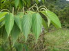 Spiked Pepper - Photo (c) Rudy Gelis, all rights reserved, uploaded by Rudy Gelis