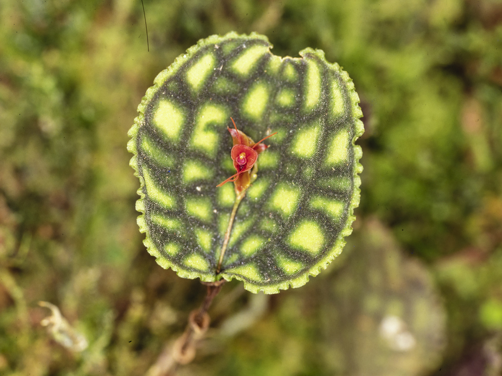 10/13 Lepanthes.calodictyon cup leafs 洋蘭 レパンテス 原種