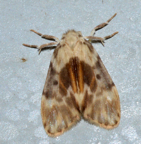 Nudaria mollis Lucas, 1894