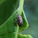 Texocoris - Photo (c) Kevin Doenges, all rights reserved, uploaded by Kevin Doenges