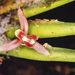 Maxillaria bicallosa - Photo (c) Morley Read, todos los derechos reservados, subido por Morley Read