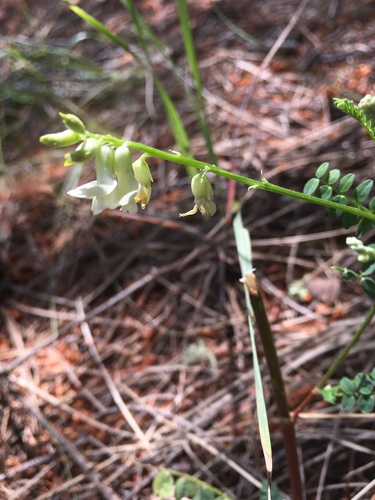 tall milkvetch (Astragalus altus)
