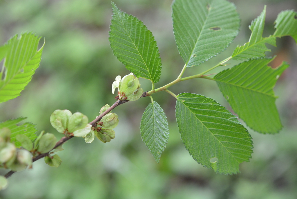 Ulmus davidiana — an easy houseplant, prefers full sun light