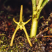 Cryptocentrum latifolium - Photo (c) Morley Read, todos os direitos reservados, uploaded by Morley Read
