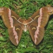 Lesser Atlas Moth - Photo (c) Roger C. Kendrick, all rights reserved
