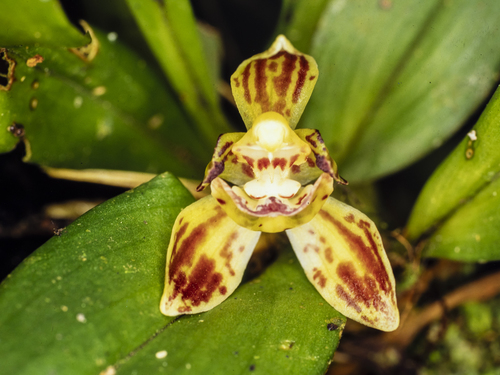 Kefersteinia