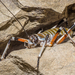 Bluff Weta - Photo (c) Danilo Hegg, all rights reserved, uploaded by Danilo Hegg