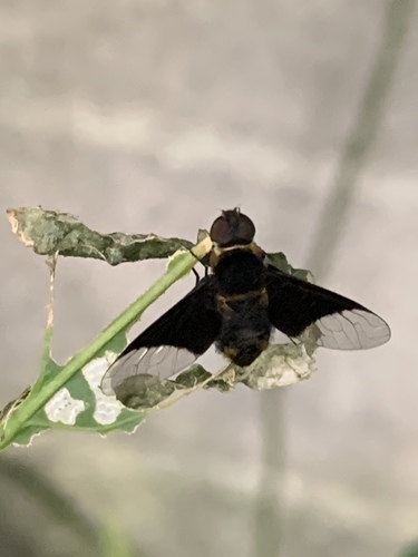 Bombyliidae image