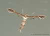 Grape Plume Moth - Photo (c) Roger C. Kendrick, all rights reserved