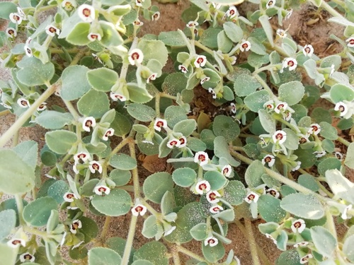 Euphorbia leucophylla ssp. comcaacorum