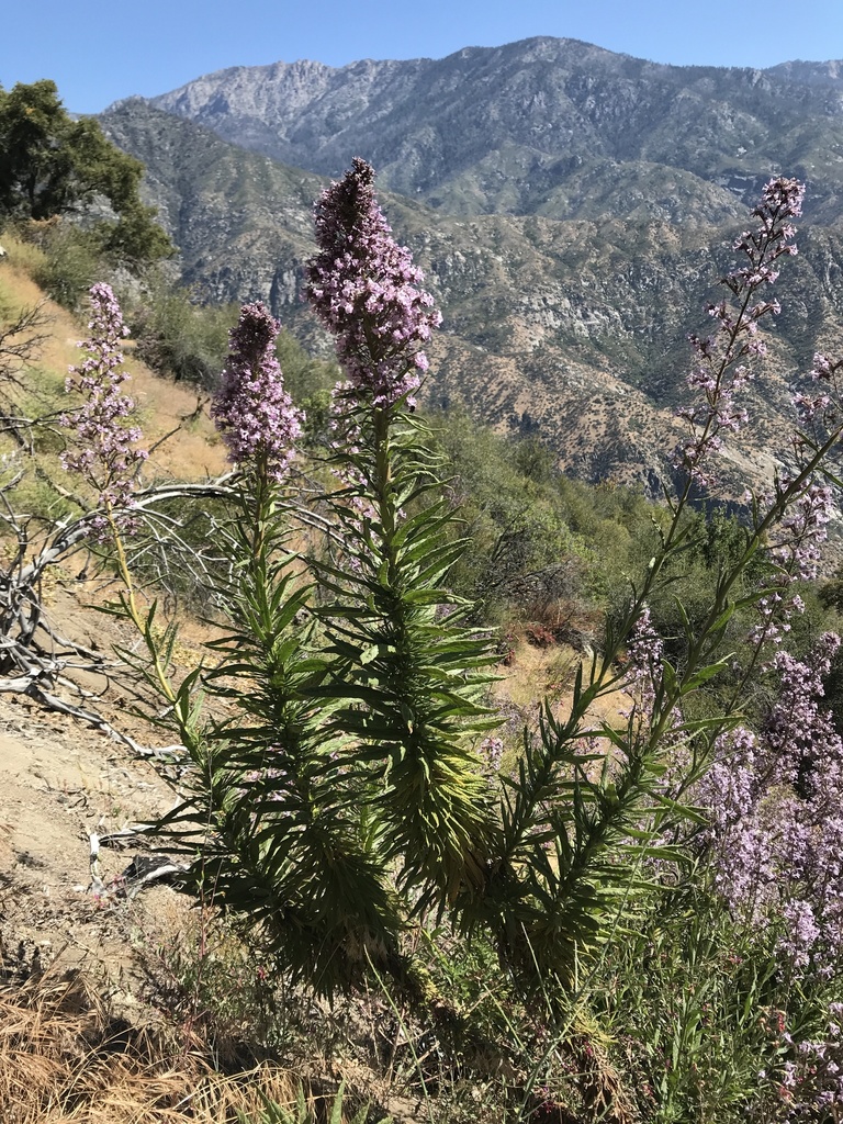 Poodle-dog Bush (Eriodictyon parryi) · iNaturalist