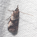 Cranberry Fruitworm Moth - Photo (c) Timothy Reichard, all rights reserved, uploaded by Timothy Reichard