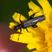 Oedemera tristis - Photo (c) Anne, all rights reserved