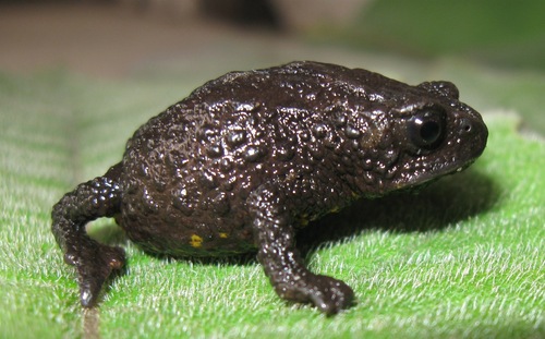 Herveo Plump Toad - Photo (c) Gustavo Gonzalez, all rights reserved, uploaded by Gustavo Gonzalez