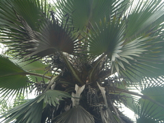 Image of Thrinax parviflora
