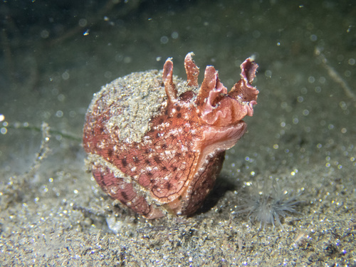 California Seahare