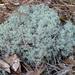 Cladonia ciliata - Photo (c) Jane_Smith, all rights reserved, uploaded by Jane_Smith