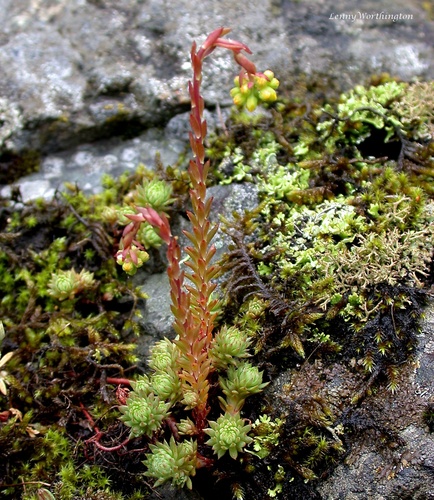Rock Stonecrop