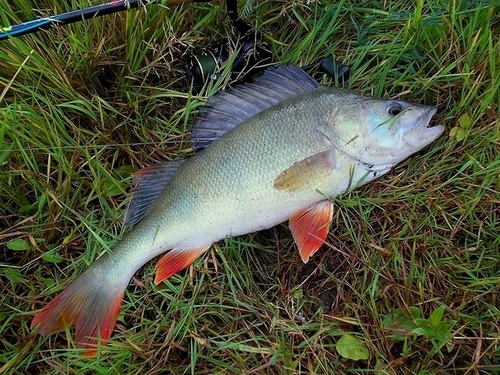European Perch