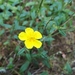 Dwarf Rock-Roses - Photo (c) Ainis Pivoras, all rights reserved, uploaded by Ainis Pivoras