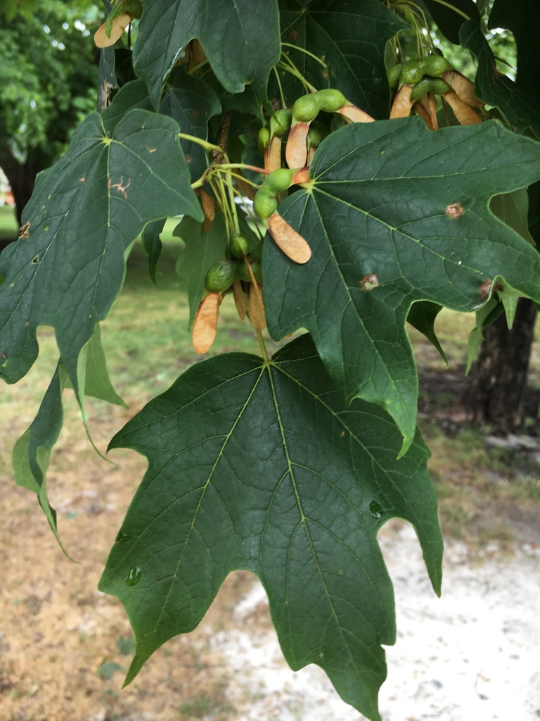 sugar maple from Quincy Park, Arlington, VA, US on July 7, 2020 at 09