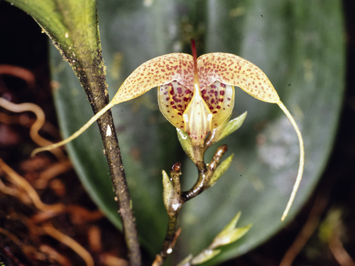 Scaphosepalum decorum
