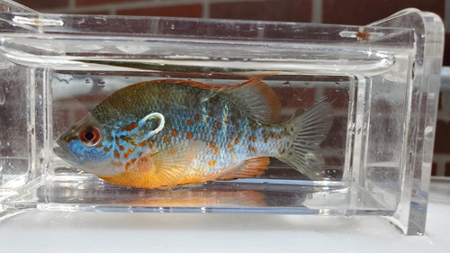 Orangespotted Sunfish