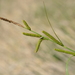 Carex heterolepis - Photo (c) Yanghoon Cho, all rights reserved, uploaded by Yanghoon Cho