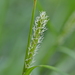 Carex miyabei - Photo (c) Yanghoon Cho, all rights reserved, uploaded by Yanghoon Cho