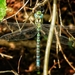 Southern Hawker - Photo (c) Kenneth Ahrenkiel Andersen, all rights reserved, uploaded by Kenneth Ahrenkiel Andersen