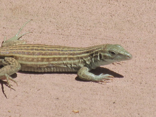 Chihuahuan Spotted Whiptail