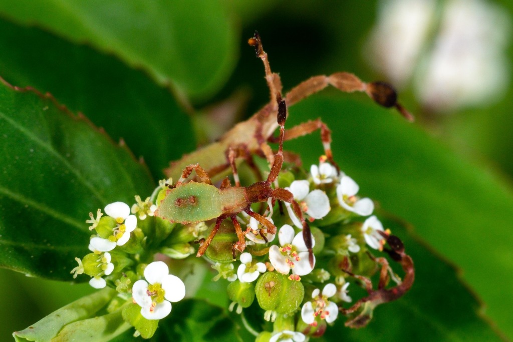 Chariesterus from 3333 Butterfly Park, Mission, TX 78572, USA on July 7 ...