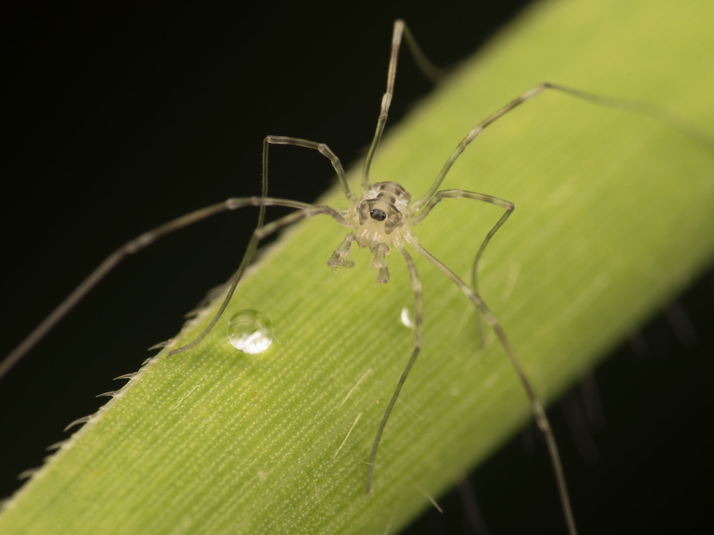 Phalangioidea from Parque Puyehue on May 24, 2018 at 04:32 PM by ...