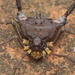 Mischonyx squalidus - Photo (c) Renato Brito, todos los derechos reservados, subido por Renato Brito