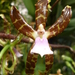 Oncidium reichenheimii - Photo (c) Ezequiel Hernández Pérez, all rights reserved, uploaded by Ezequiel Hernández Pérez