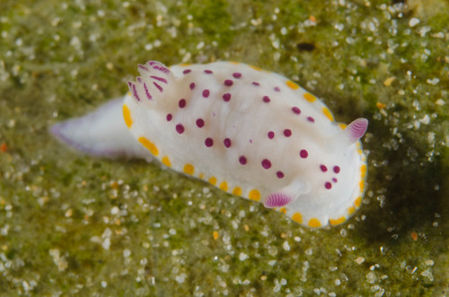 Mexichromis festiva (Angas, 1864)