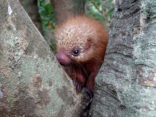 Mexican Hairy Dwarf Porcupine