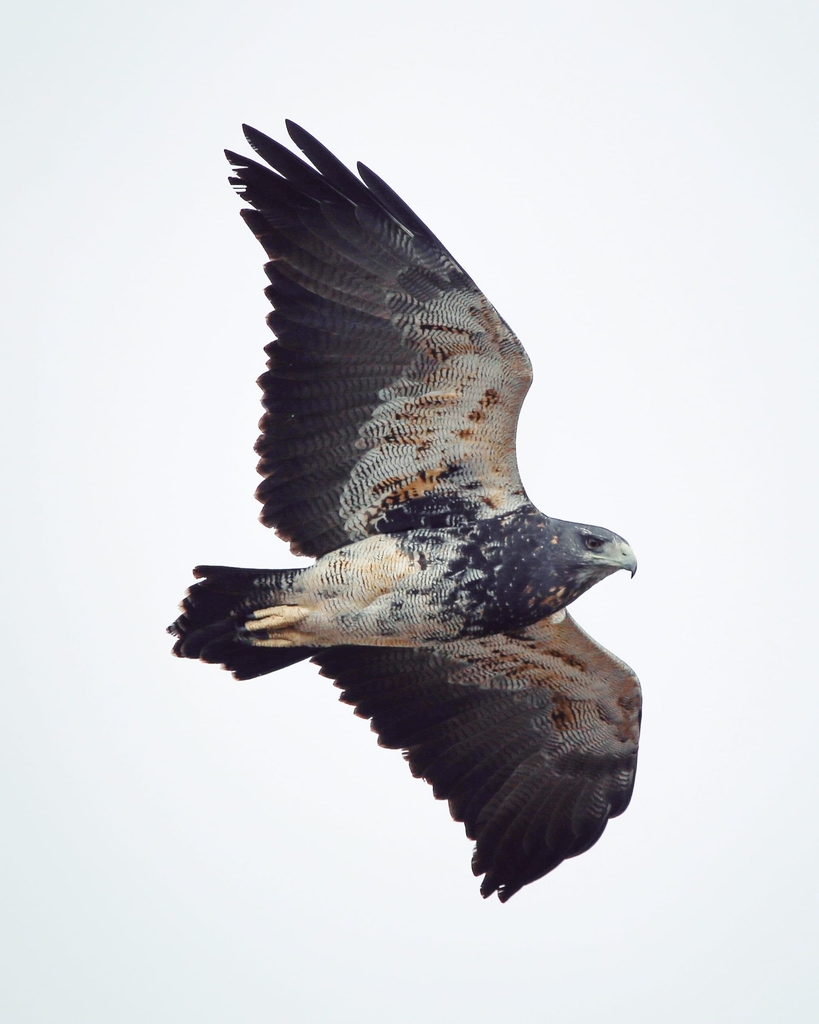 Águila (Geranoaetus melanoleucus) · iNaturalist Chile