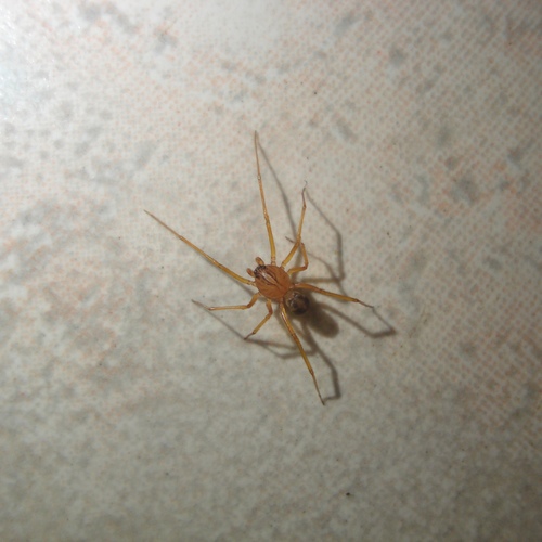 Scytodes velutina
