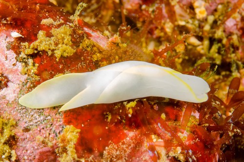 Chelidonura electra