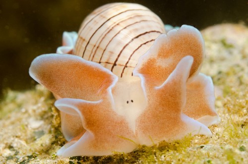 Brown-lined Paperbubble
